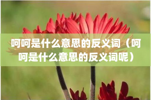 呵呵是什么意思的反义词（呵呵是什么意思的反义词呢）