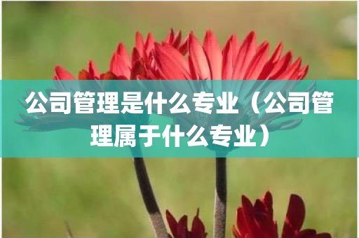 公司管理是什么专业（公司管理属于什么专业）