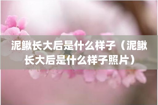 泥鳅长大后是什么样子（泥鳅长大后是什么样子照片）