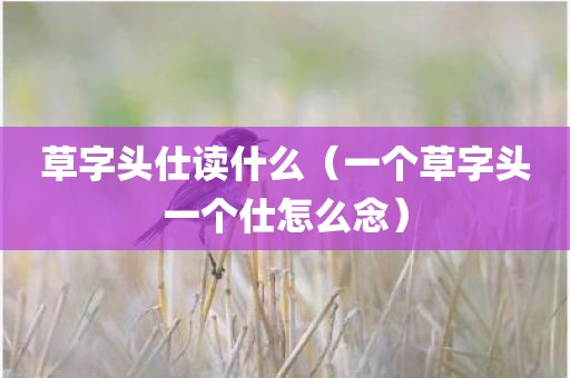 草字头仕读什么（一个草字头一个仕怎么念）