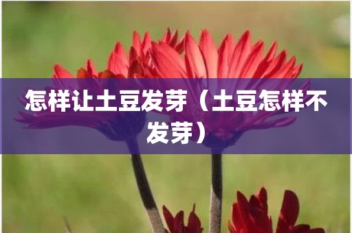 怎样让土豆发芽（土豆怎样不发芽）