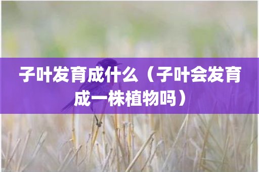 子叶发育成什么(子叶会发育成一株植物吗)