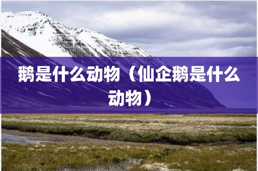 鹅是什么动物（仙企鹅是什么动物）