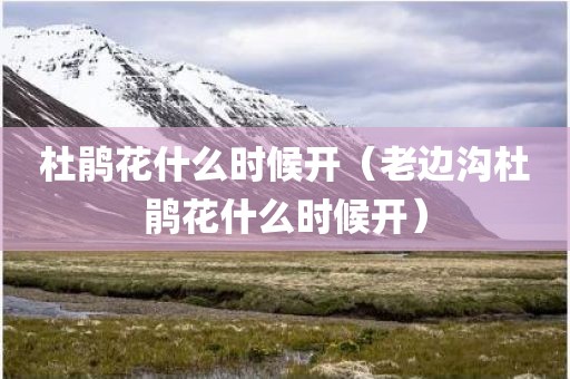 杜鹃花什么时候开（老边沟杜鹃花什么时候开）