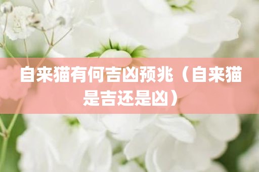 自来猫有何吉凶预兆（自来猫是吉还是凶）