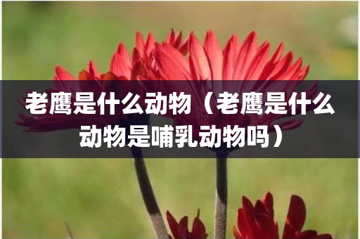 老鹰是什么动物（老鹰是什么动物是哺乳动物吗）
