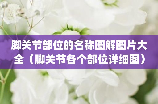 脚关节部位的名称图解图片大全（脚关节各个部位详细图）