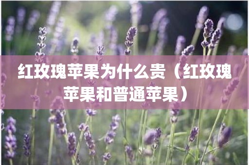红玫瑰苹果为什么贵（红玫瑰苹果和普通苹果）