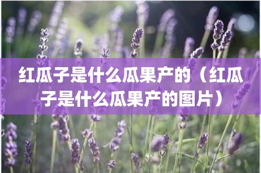红瓜子是什么瓜果产的（红瓜子是什么瓜果产的图片）