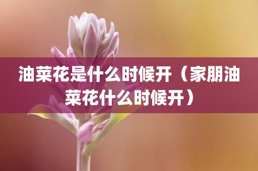 油菜花是什么时候开（家朋油菜花什么时候开）