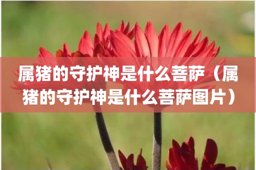 属猪的守护神是什么菩萨（属猪的守护神是什么菩萨图片）