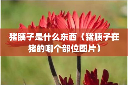 猪胰子是什么东西（猪胰子在猪的哪个部位图片）