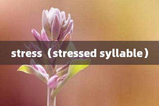 stress(stressed syllable)