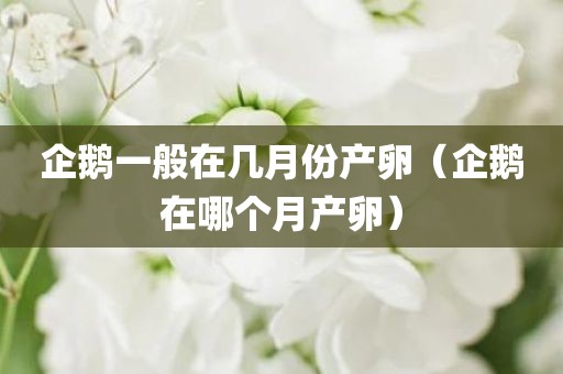 企鹅一般在几月份产卵（企鹅在哪个月产卵）