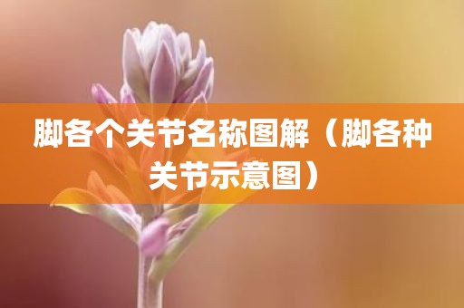 脚各个关节名称图解（脚各种关节示意图）