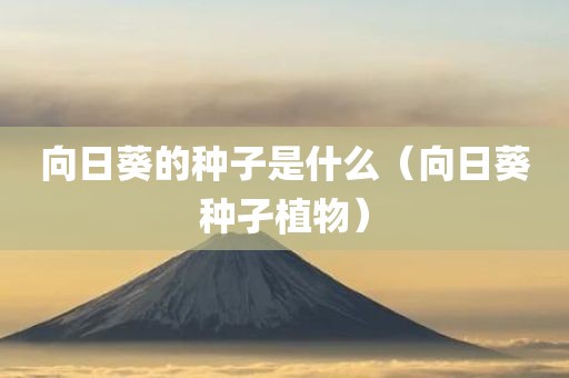 向日葵的种子是什么（向日葵种孑植物）