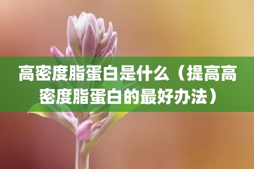 高密度脂蛋白是什么（提高高密度脂蛋白的最好办法）