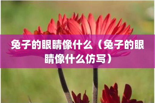 兔子的眼睛像什么（兔子的眼睛像什么仿写）