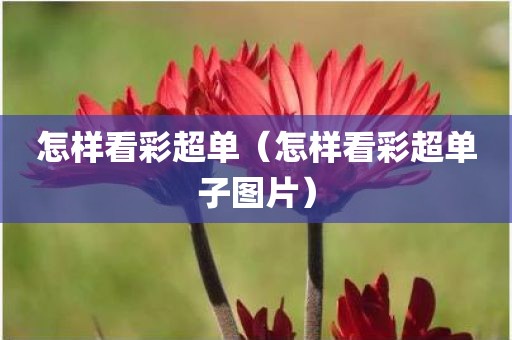 怎样看彩超单（怎样看彩超单子图片）