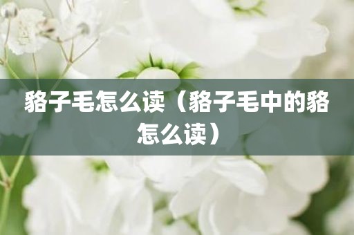 貉子毛怎么读（貉子毛中的貉怎么读）
