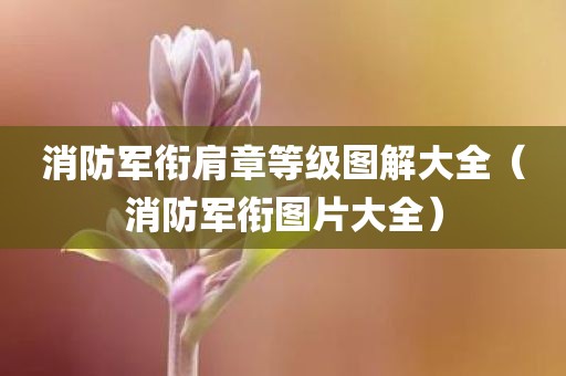消防军衔肩章等级图解大全(消防军衔图片大全) 消防军衔肩章等级图解大全(消防军衔图片大全)