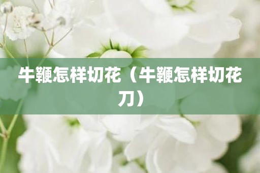 牛鞭怎样切花（牛鞭怎样切花刀）