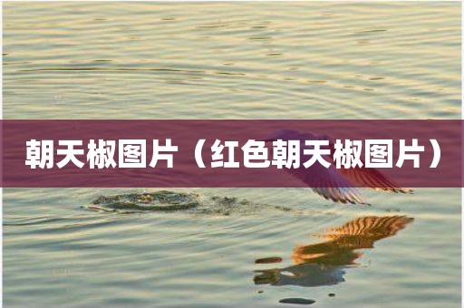 朝天椒图片（红色朝天椒图片）