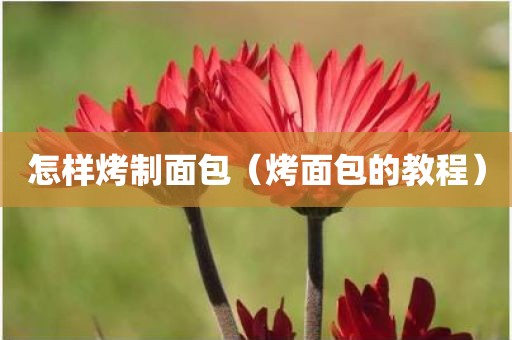 怎样烤制面包（烤面包的教程）