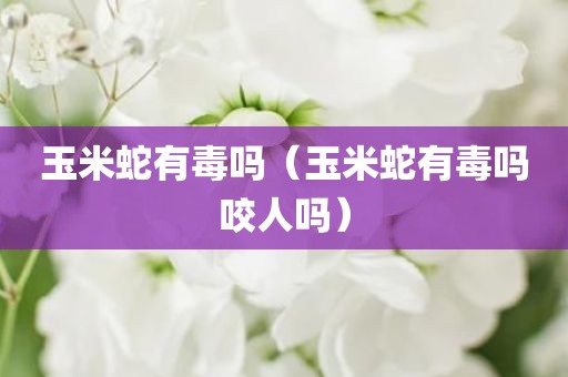 玉米蛇有毒吗（玉米蛇有毒吗咬人吗）