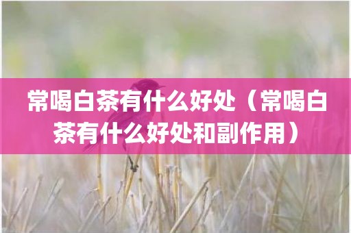 常喝白茶有什么好处（常喝白茶有什么好处和副作用）