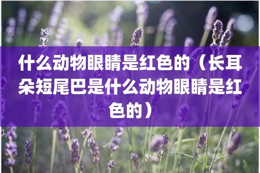 什么动物眼睛是红色的（长耳朵短尾巴是什么动物眼睛是红色的）