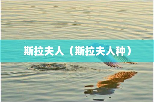 斯拉夫人（斯拉夫人种）