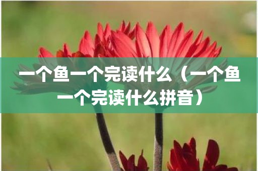 一个鱼一个完读什么（一个鱼一个完读什么拼音）