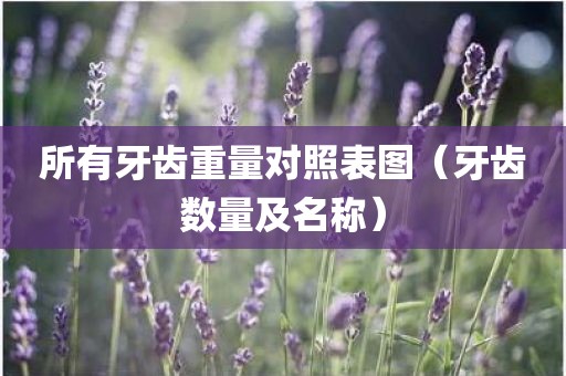 所有牙齿重量对照表图（牙齿数量及名称）