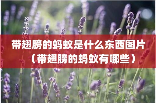 带翅膀的蚂蚁是什么东西图片（带翅膀的蚂蚁有哪些）