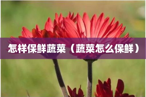 怎样保鲜蔬菜（蔬菜怎么保鲜）
