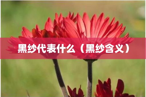 黑纱代表什么（黑纱含义）