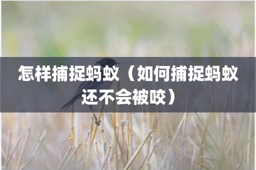 怎样捕捉蚂蚁（如何捕捉蚂蚁还不会被咬）