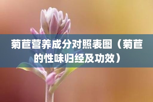 菊苣营养成分对照表图（菊苣的性味归经及功效）