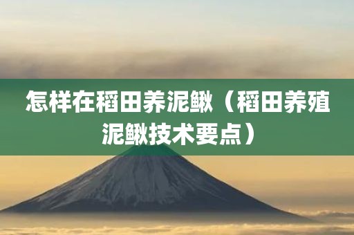 怎样在稻田养泥鳅(稻田养殖泥鳅技术要点) 怎样在稻田养泥鳅(稻田养殖泥鳅技术要点)