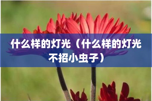 什么样的灯光（什么样的灯光不招小虫子）