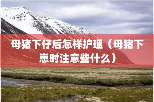 母猪下仔后怎样护理（母猪下崽时注意些什么）