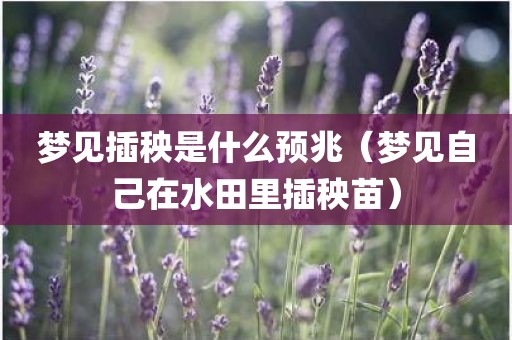 梦见插秧是什么预兆（梦见自己在水田里插秧苗）