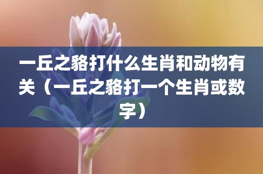 一丘之貉打什么生肖和动物有关（一丘之貉打一个生肖或数字）