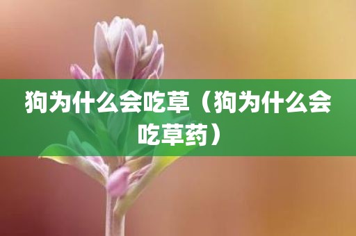 狗为什么会吃草（狗为什么会吃草药）