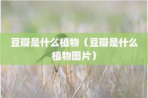 豆瓣是什么植物（豆瓣是什么植物图片）