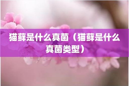 猫藓是什么真菌（猫藓是什么真菌类型）