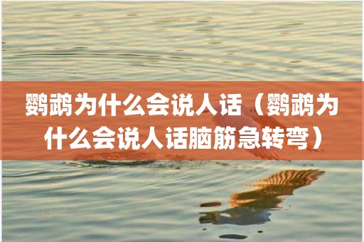 鹦鹉为什么会说人话（鹦鹉为什么会说人话脑筋急转弯）