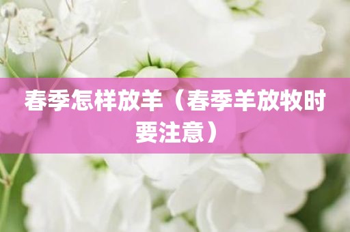 春季怎样放羊（春季羊放牧时要注意）