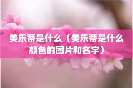 美乐蒂是什么（美乐蒂是什么颜色的图片和名字）